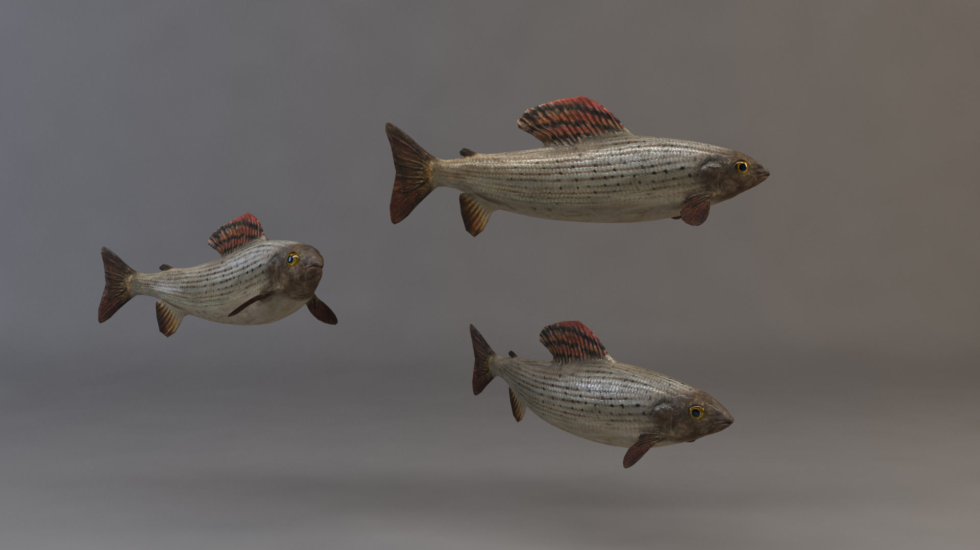 Fish 3D 3D model_2
