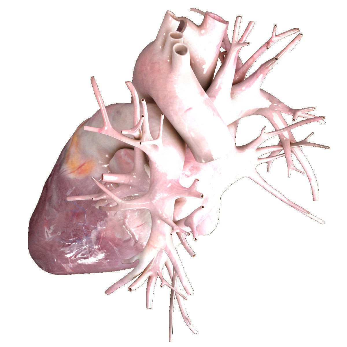 Human Heart Beating High Quality 3D model_5