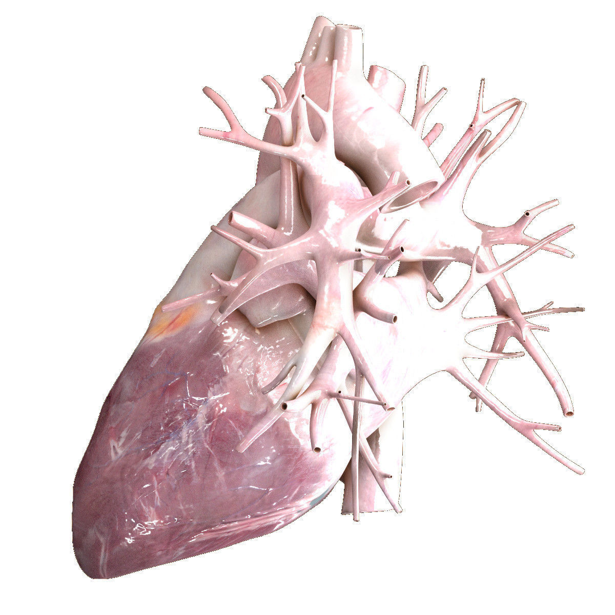 Human Heart Beating High Quality 3D model_2