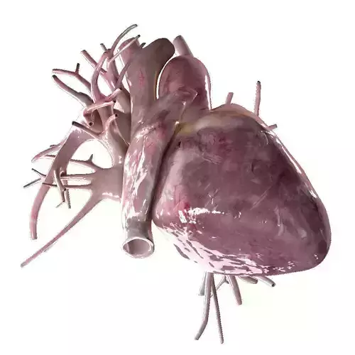 Human Heart Beating High Quality