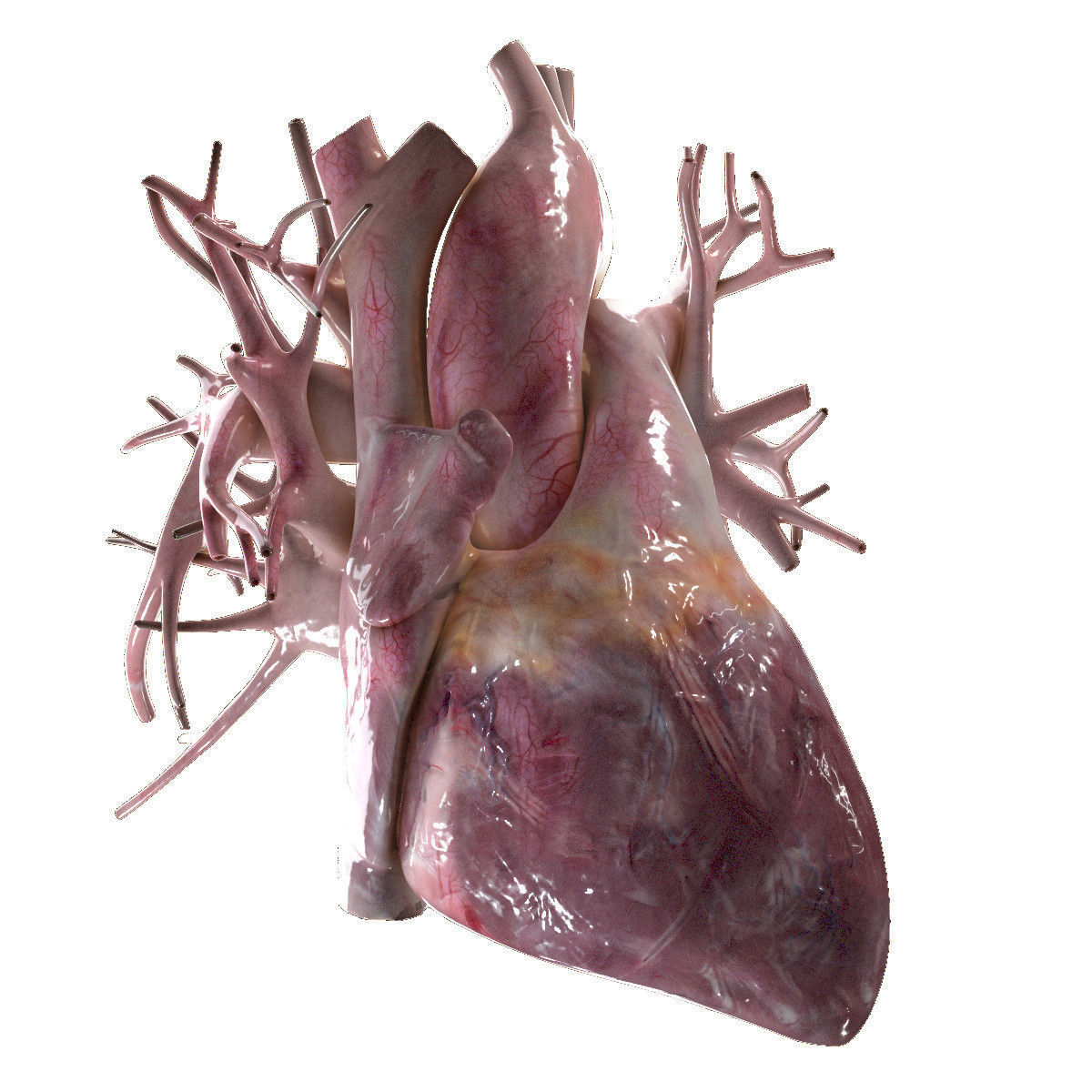 Human Heart Beating High Quality 3D model_3