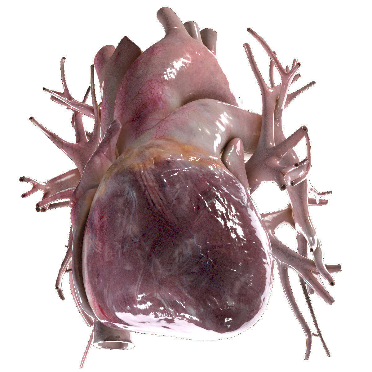 Human Heart Beating High Quality 3D model_4
