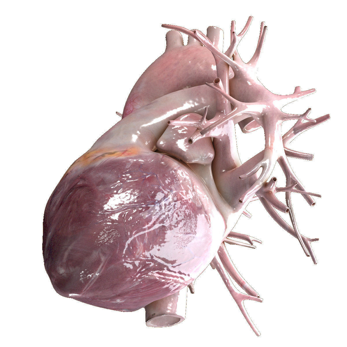 Human Heart Beating High Quality 3D model_1