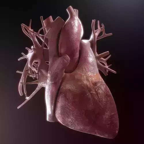 Human Heart High Quality