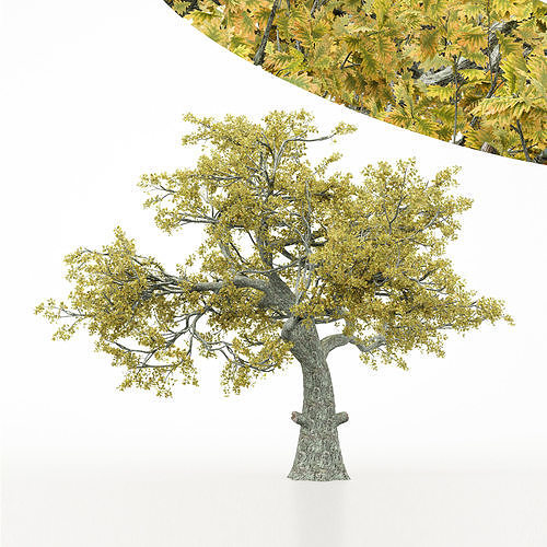 tree White Oak Fall  trees Models in the scene Free 3D model