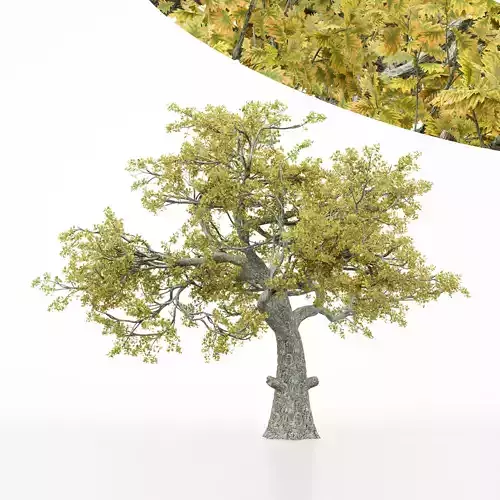 tree White Oak Fall trees Models in the scene Free 3D model