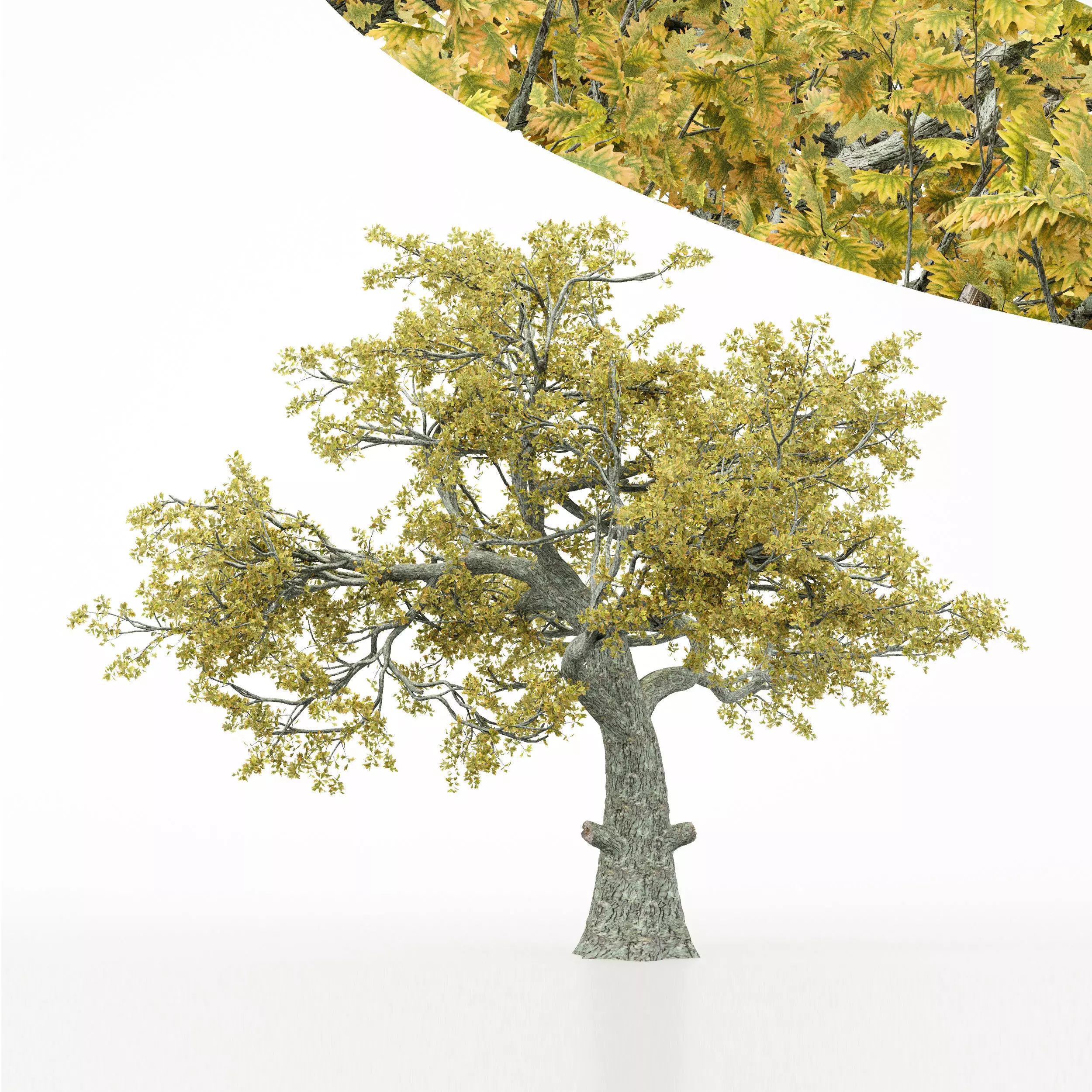 tree White Oak Fall trees Models in the scene Free 3D model