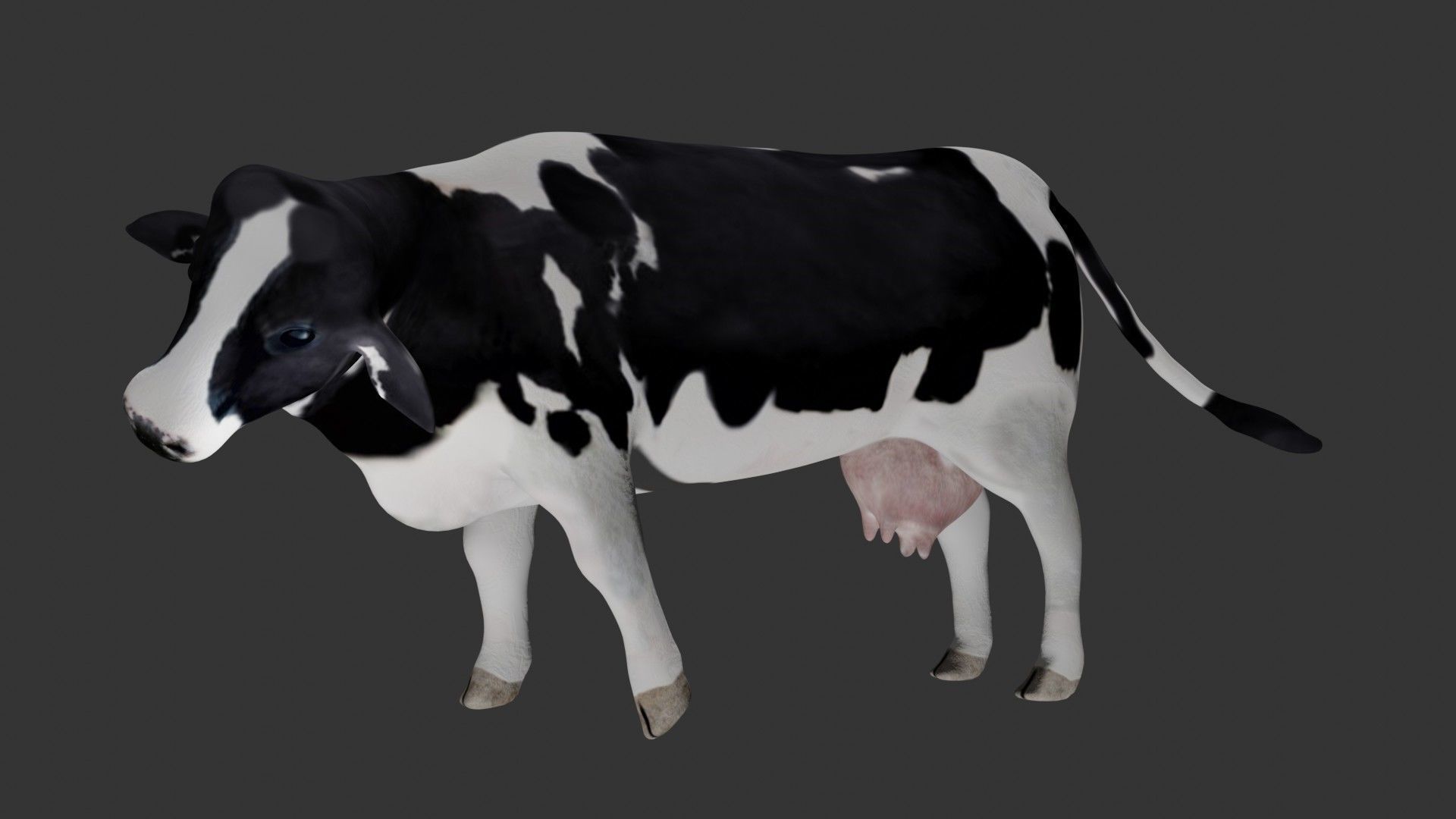 Dairy Cow Low-poly 3D model_4