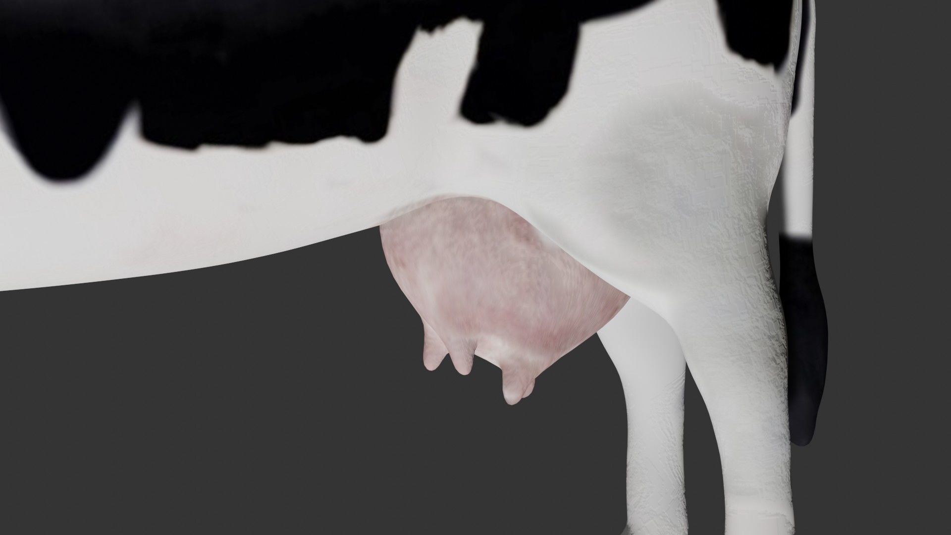 Dairy Cow Low-poly 3D model_6