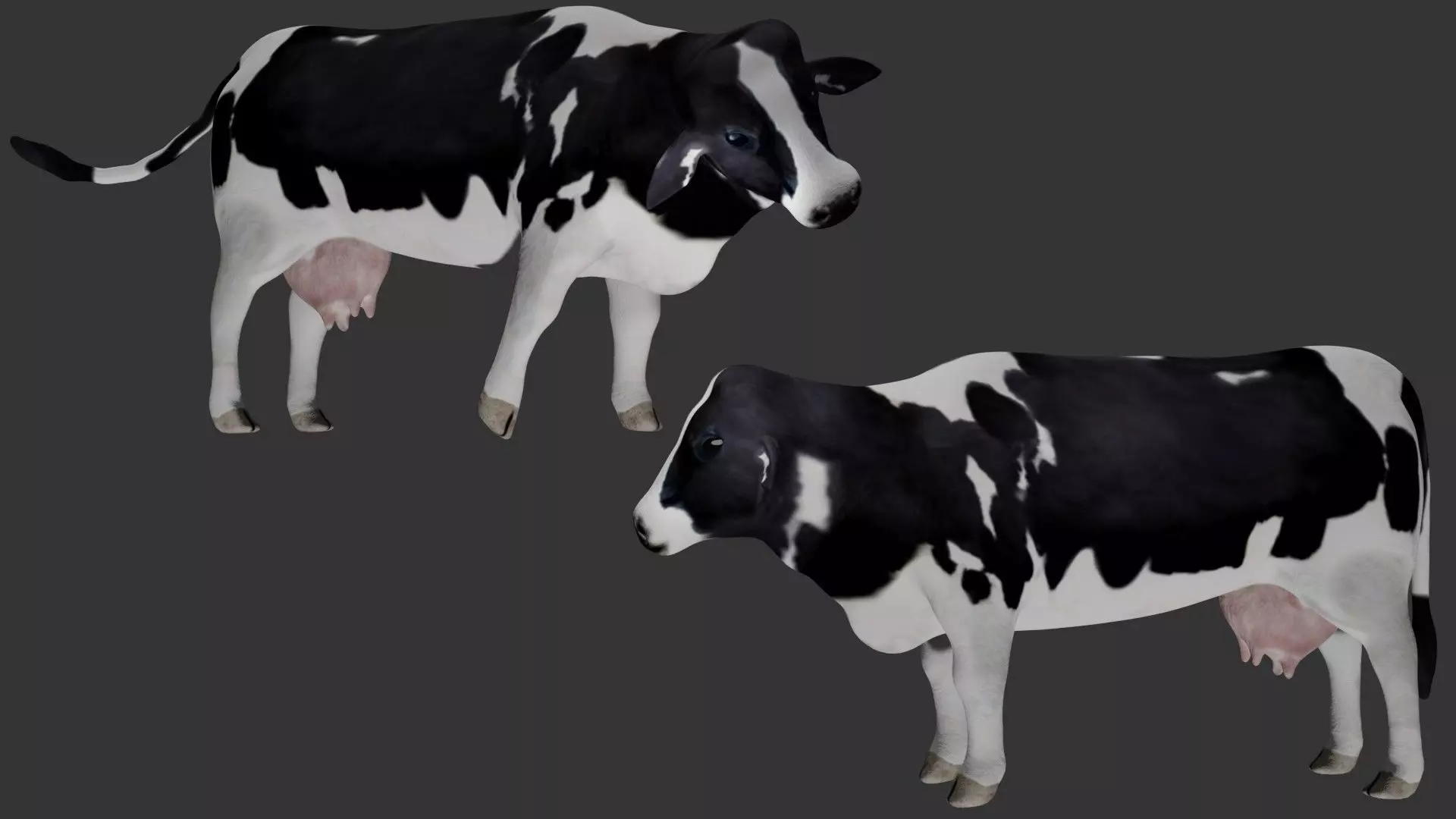 Dairy Cow Low-poly 3D model_0
