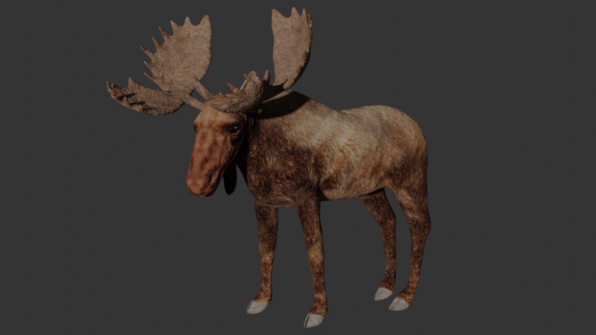 Moose Low-poly 3D model_1