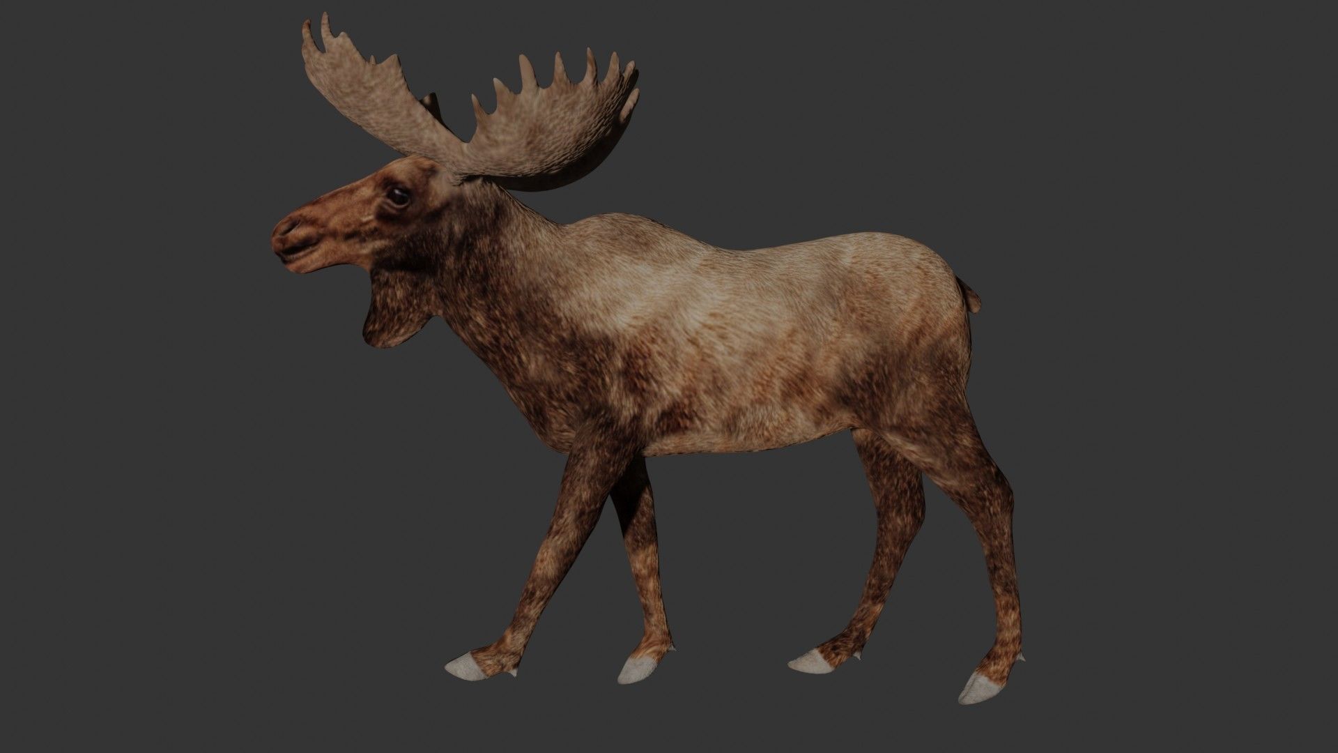 Moose Low-poly 3D model_4