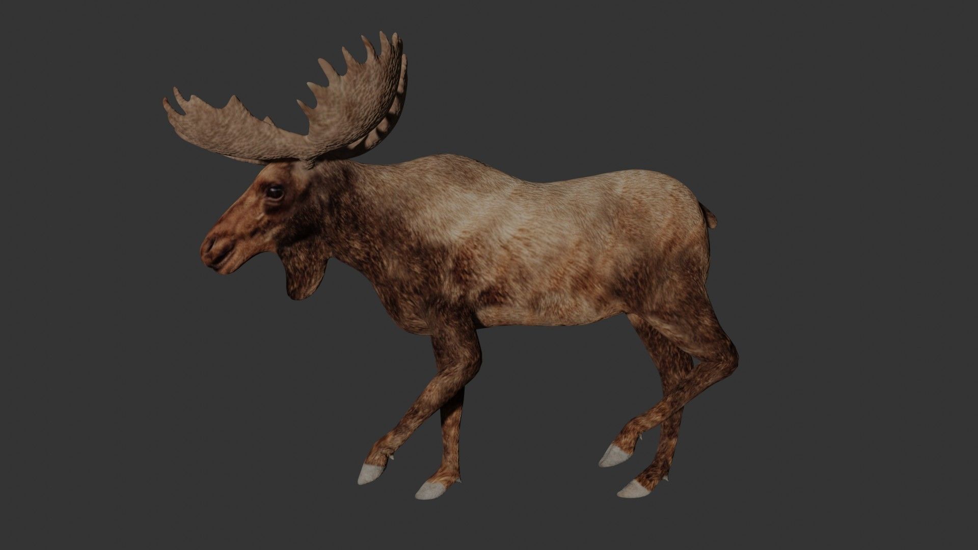 Moose Low-poly 3D model_3