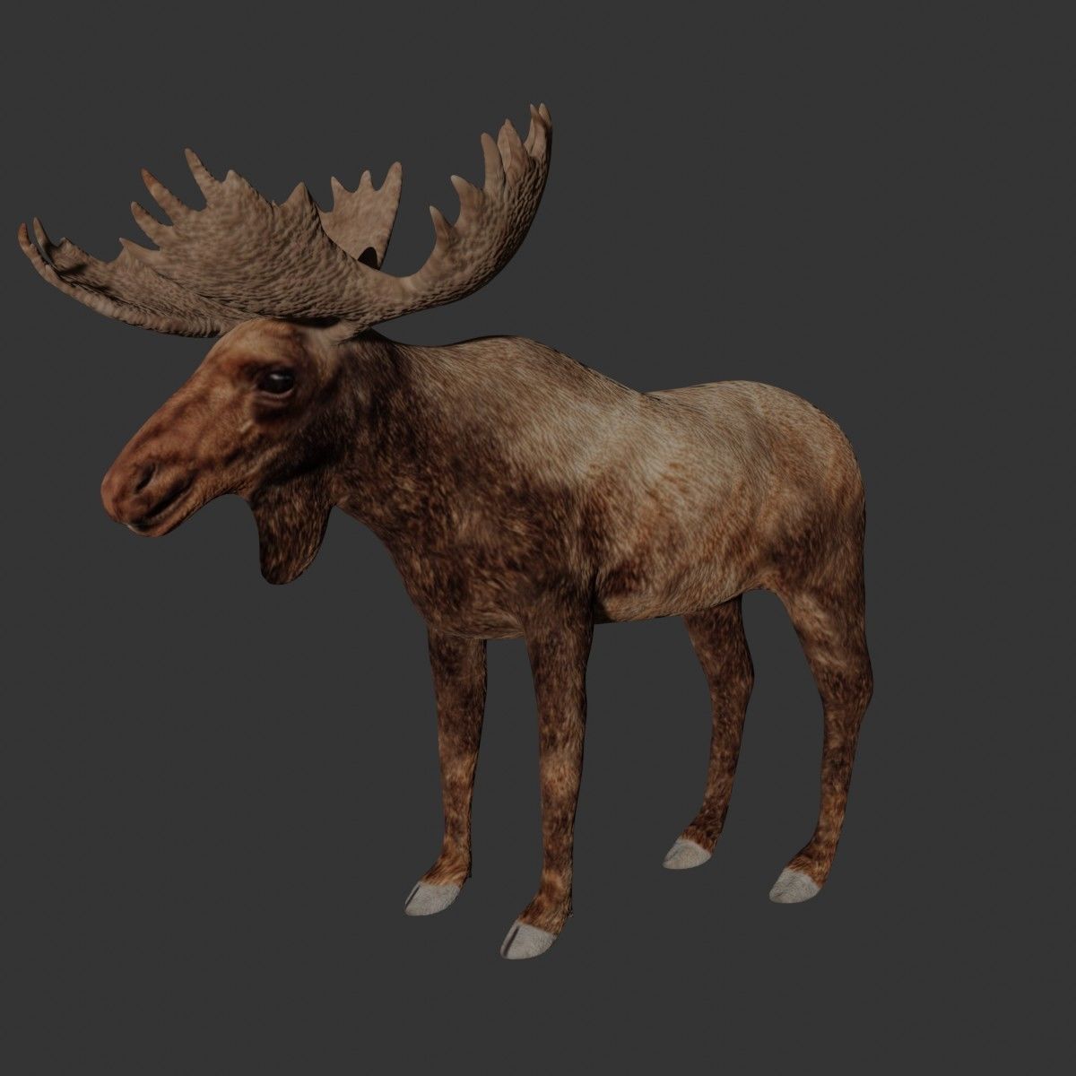 Moose Low-poly 3D model_5