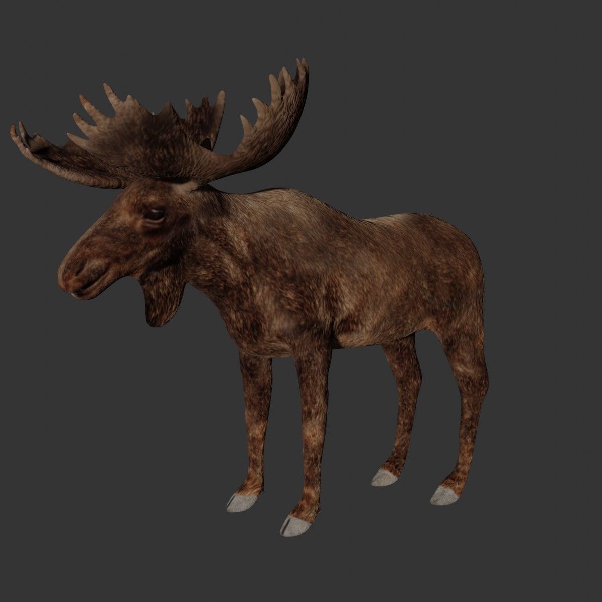 Moose Low-poly 3D model_5