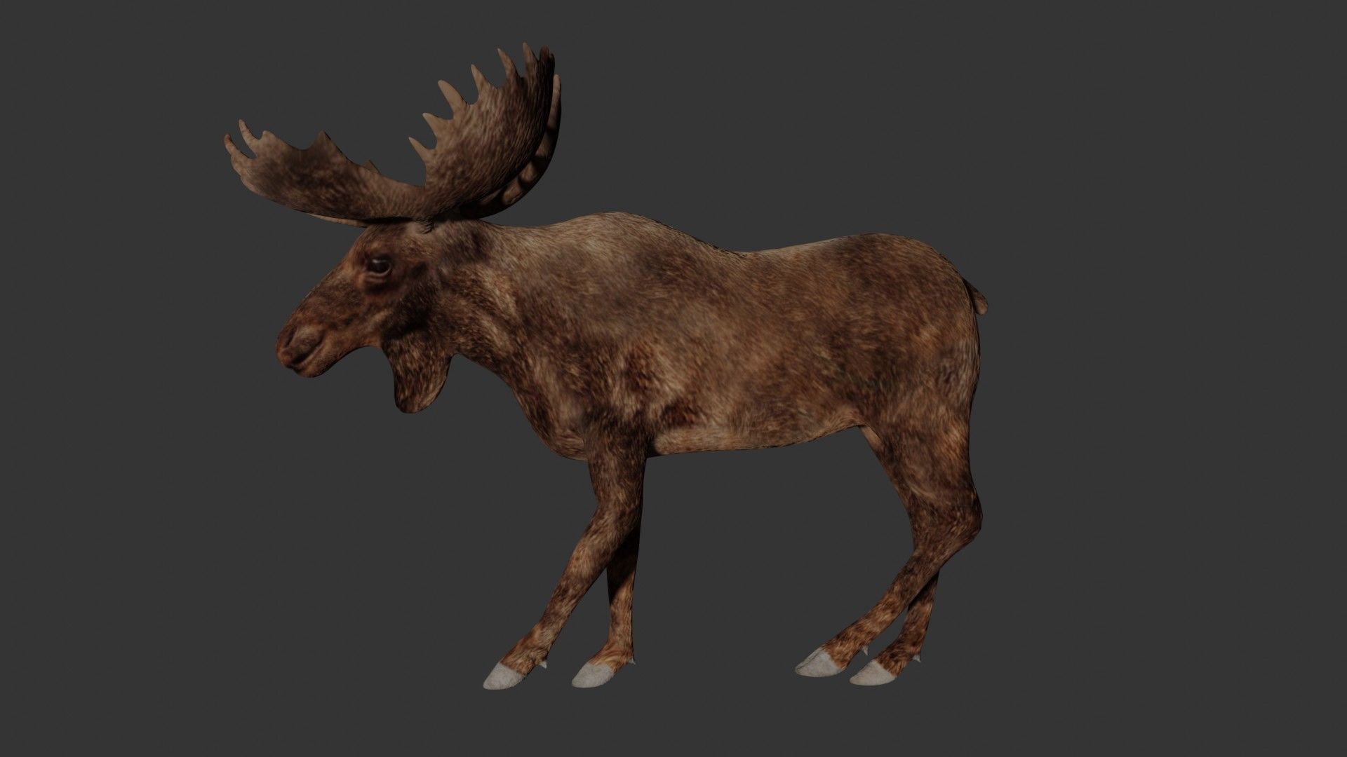 Moose Low-poly 3D model_2