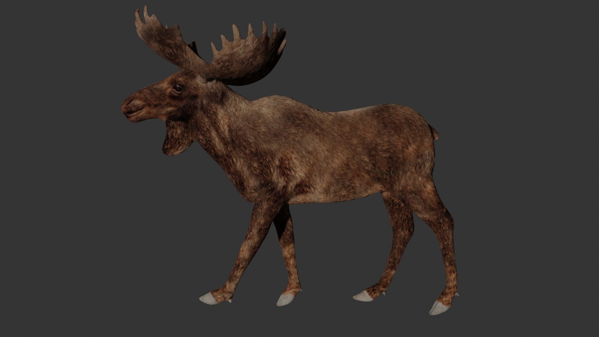 Moose Low-poly 3D model_4