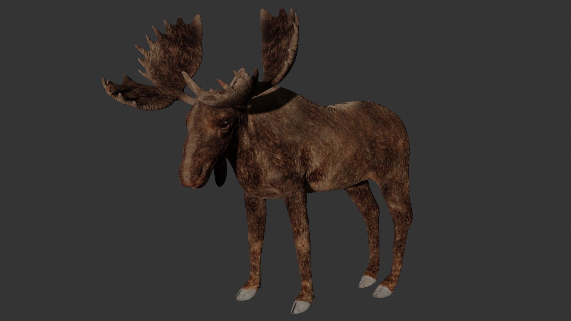 Moose Low-poly 3D model_1