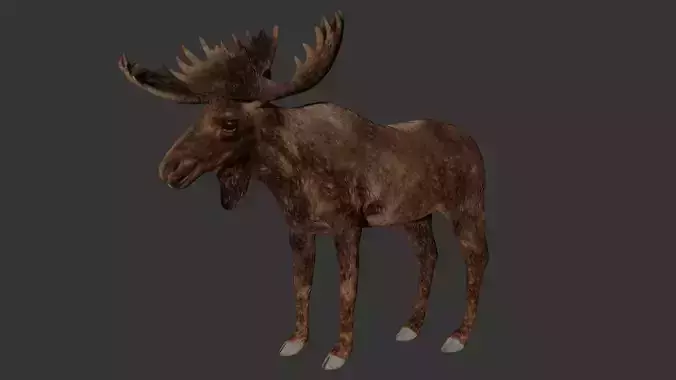 Moose Low-poly 3D model