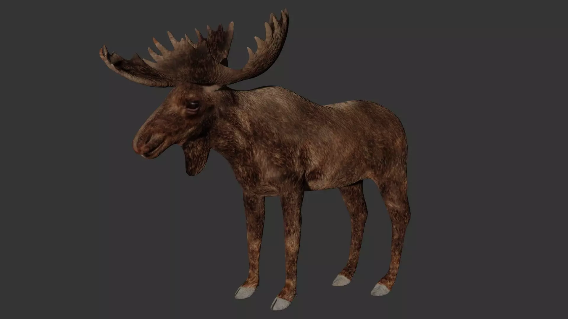 Moose Low-poly 3D model_0