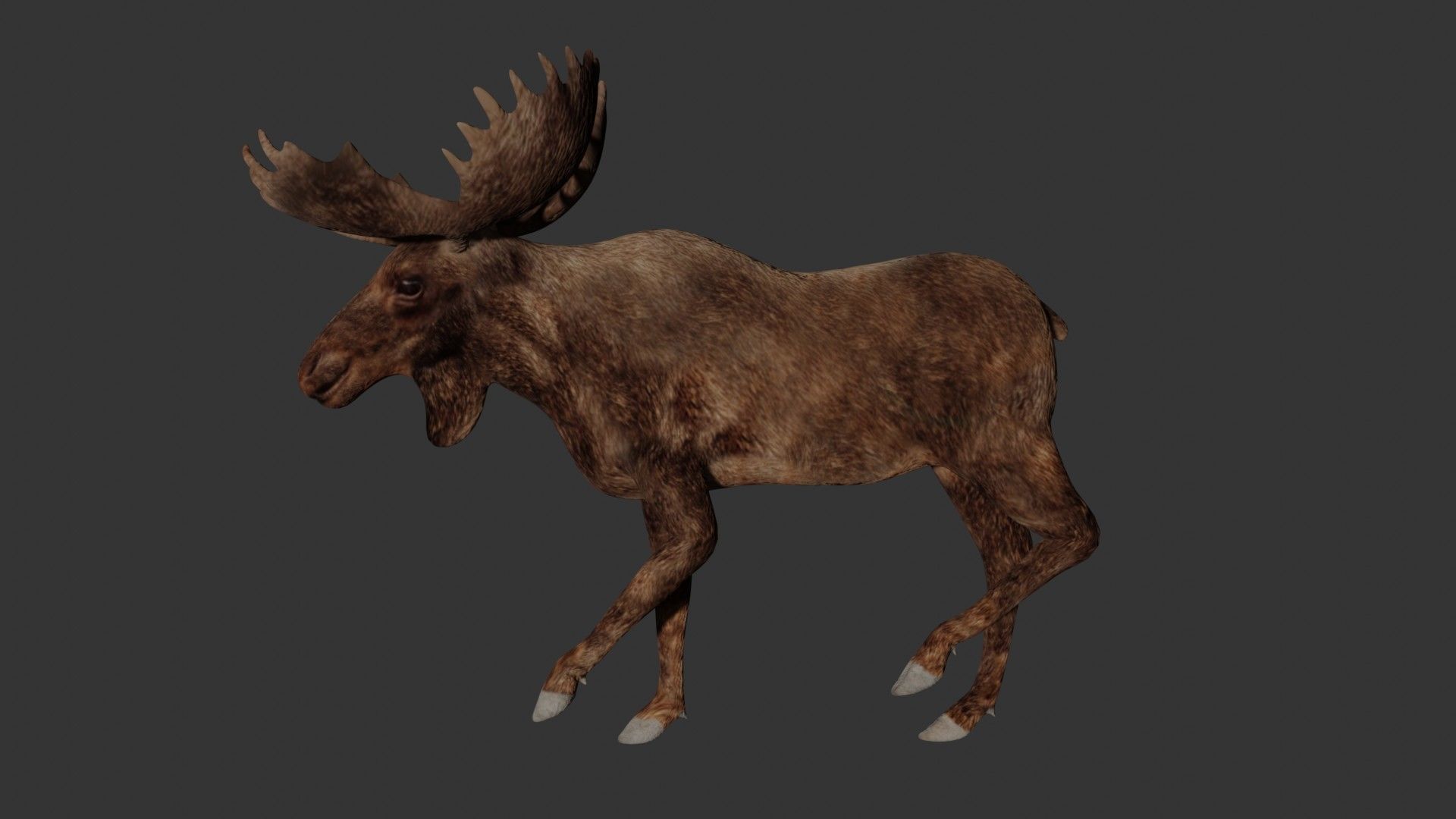 Moose Low-poly 3D model_3