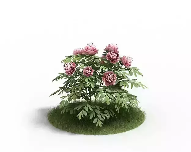 Pink Rose Bush 3D model