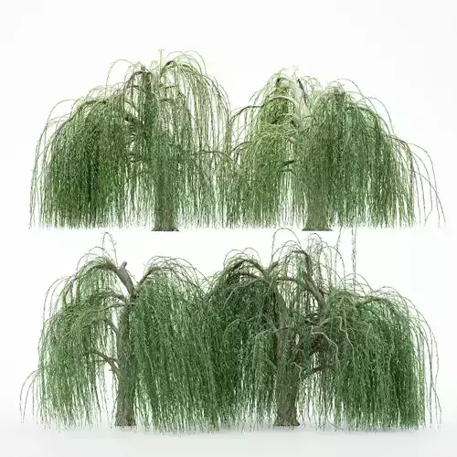 4diffrent tree Weeping Willow 4 trees Models in the scene 3D model