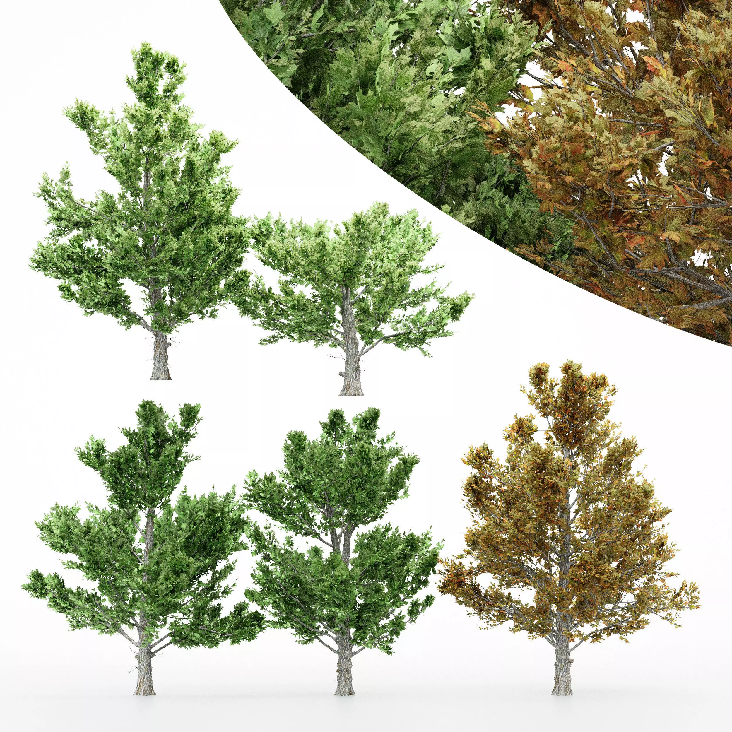 5diffrent tree Sugar Maple 5 trees Models in the scene Free 3D model