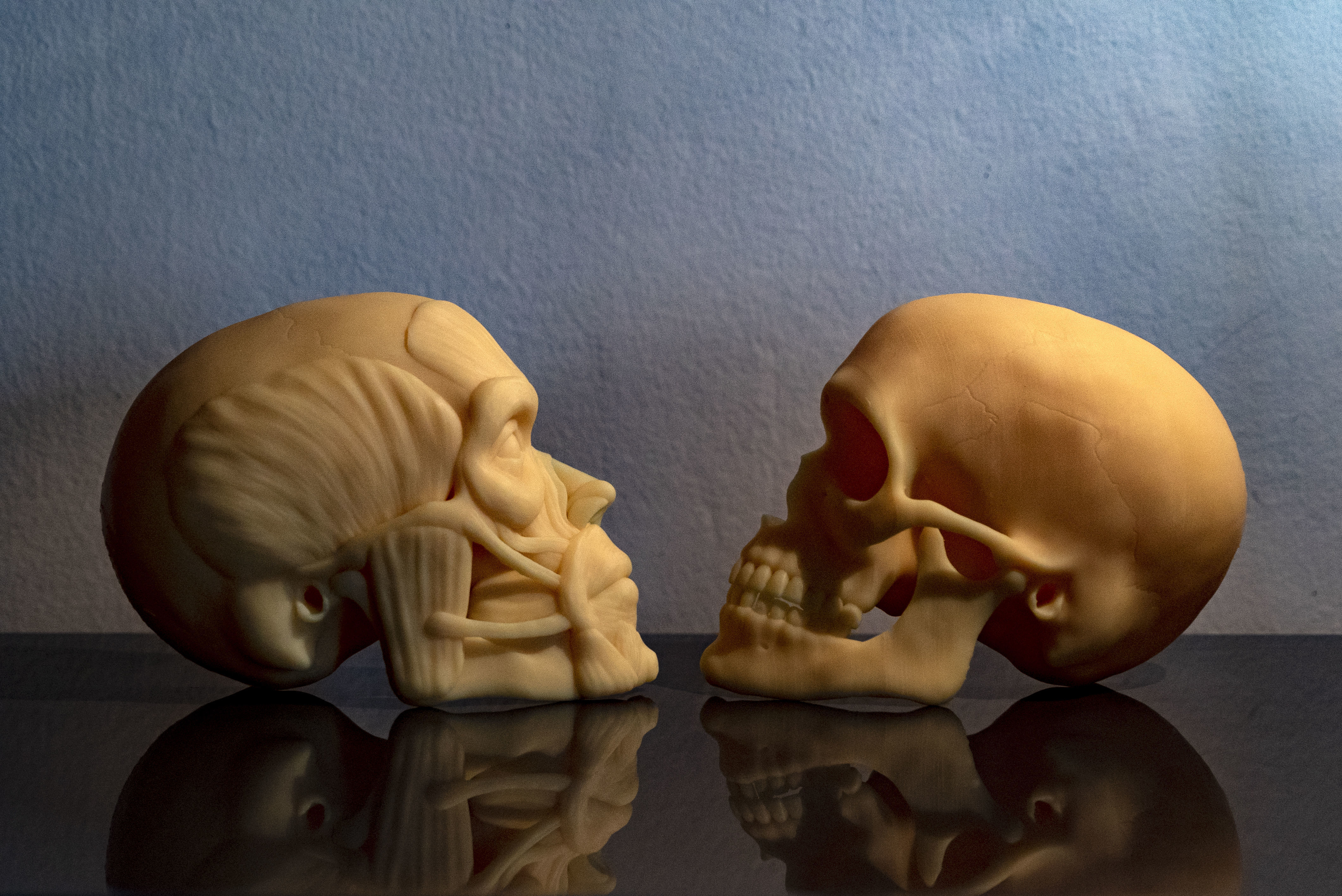 Head ecorche 3D print model_4