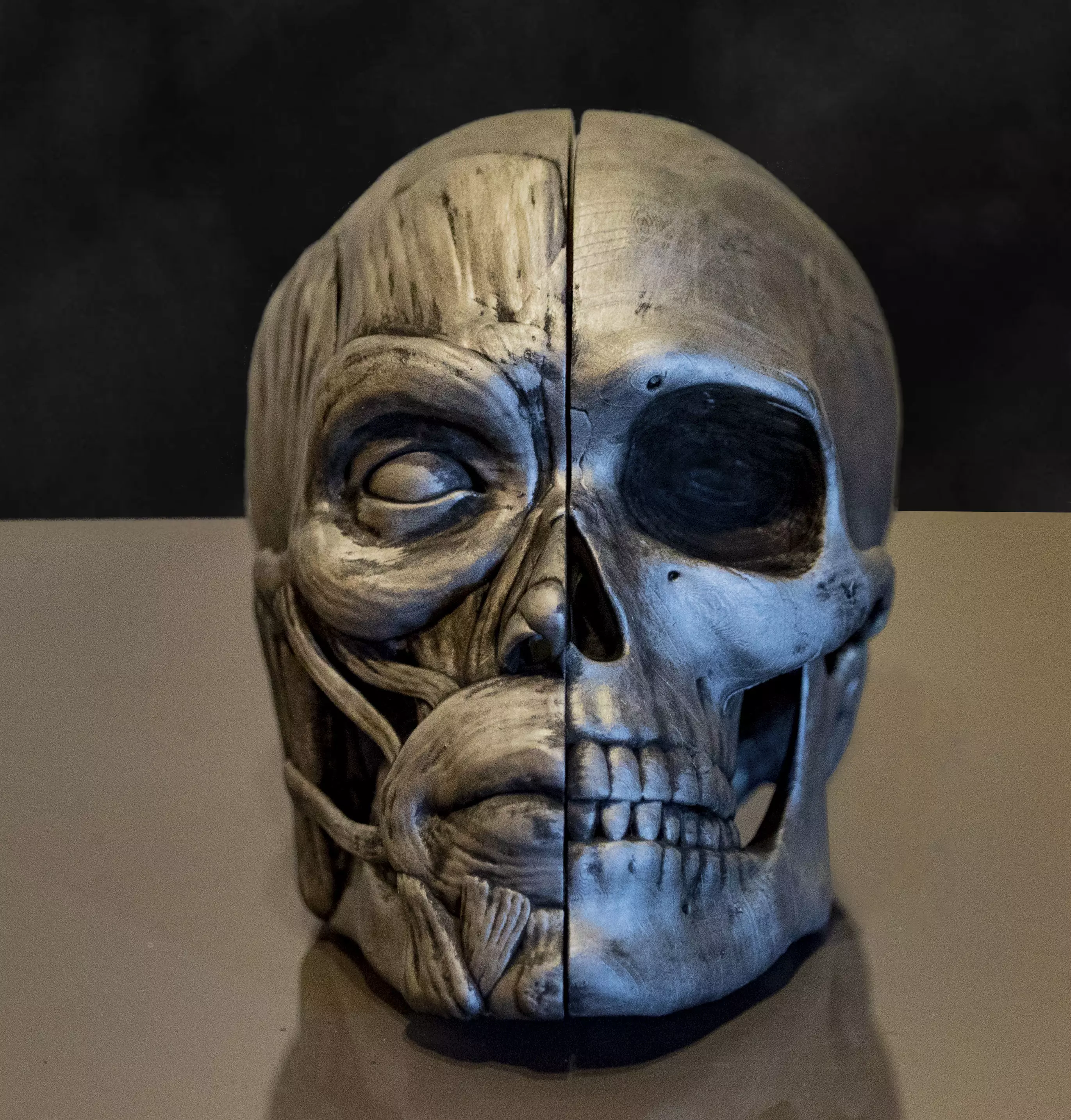 Head ecorche 3D print model_0