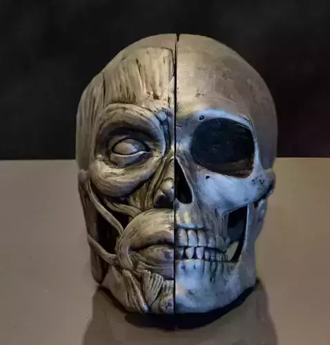 Head ecorche 3D print model