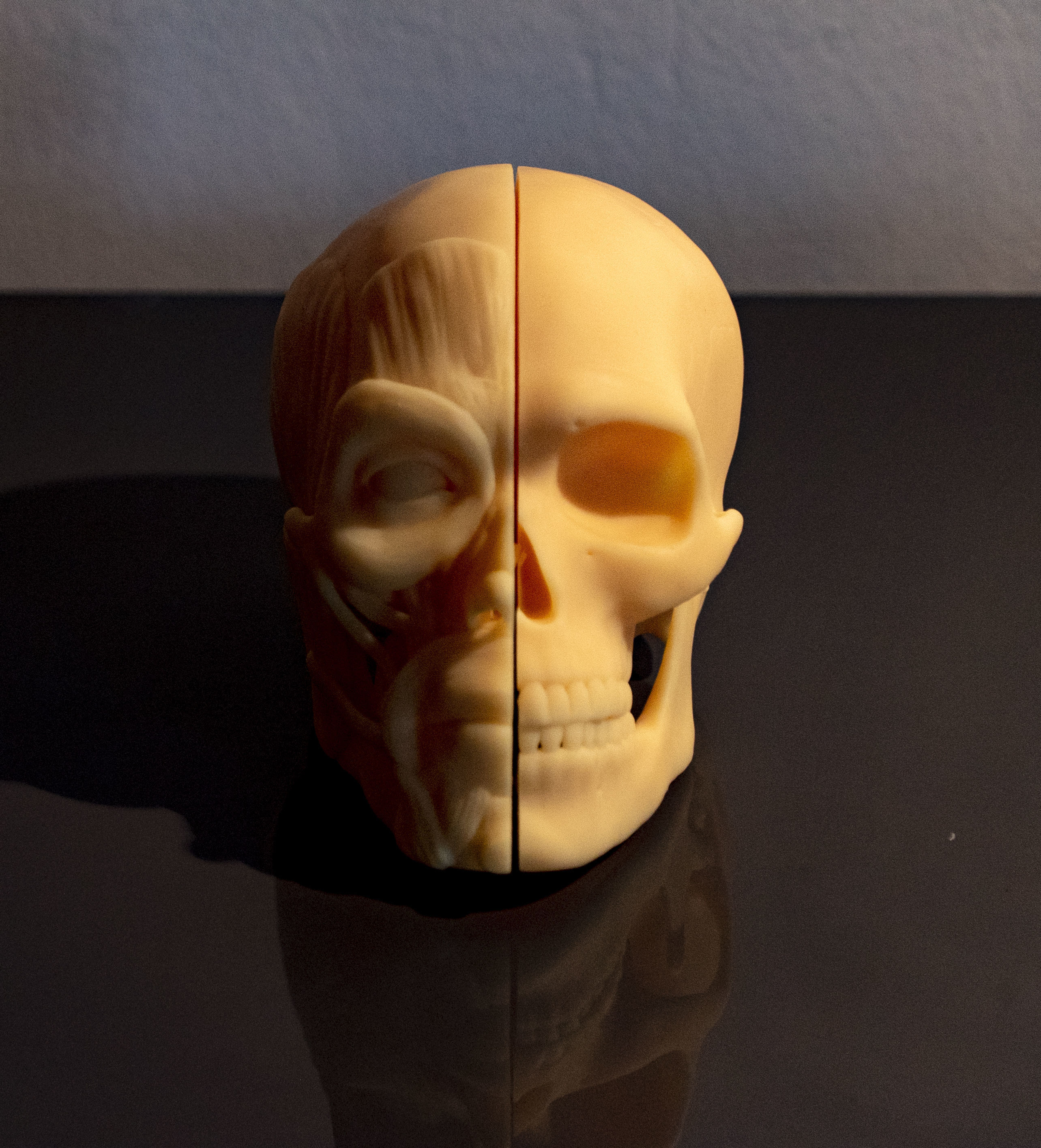 Head ecorche 3D print model_6