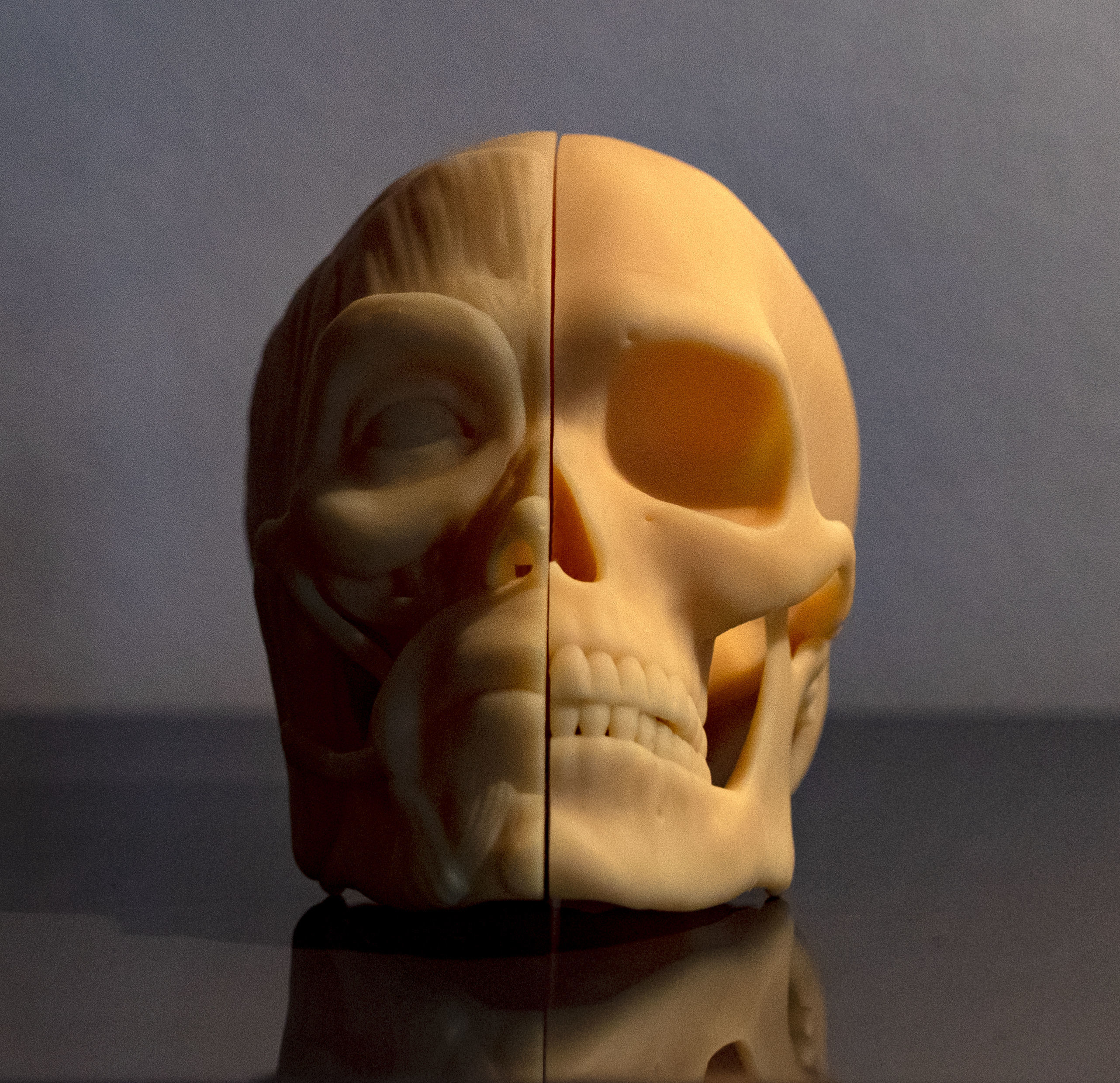 Head ecorche 3D print model_5