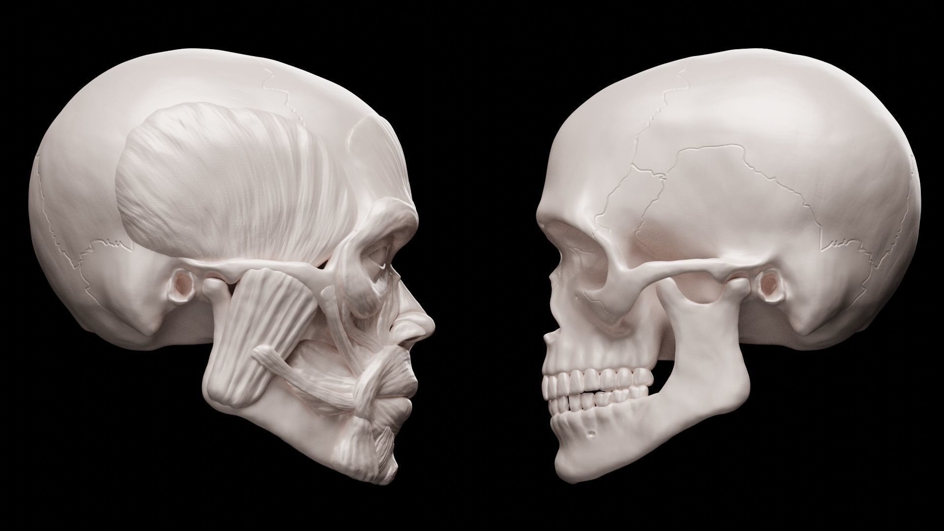 Head ecorche 3D print model_3