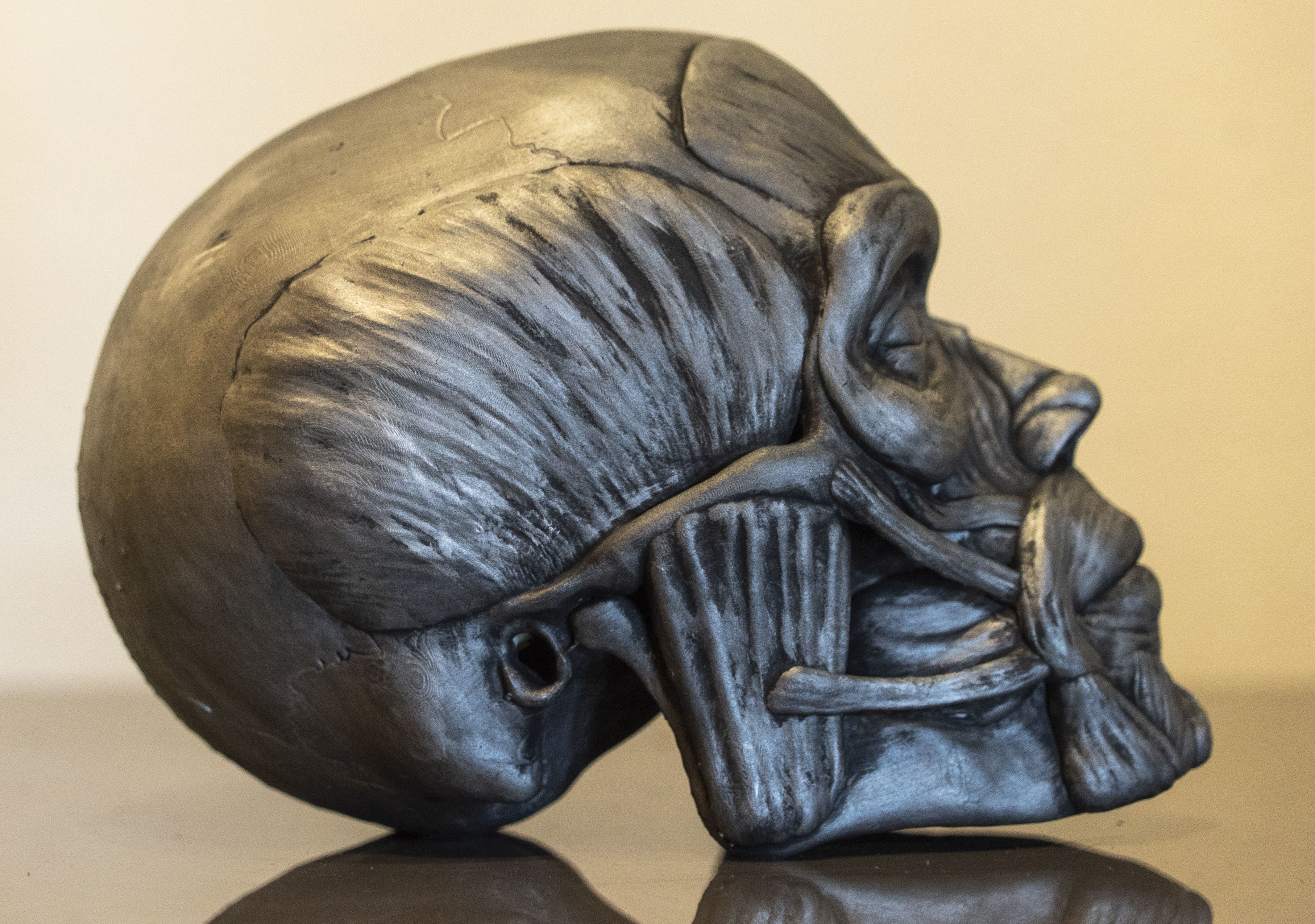 Head ecorche 3D print model_1