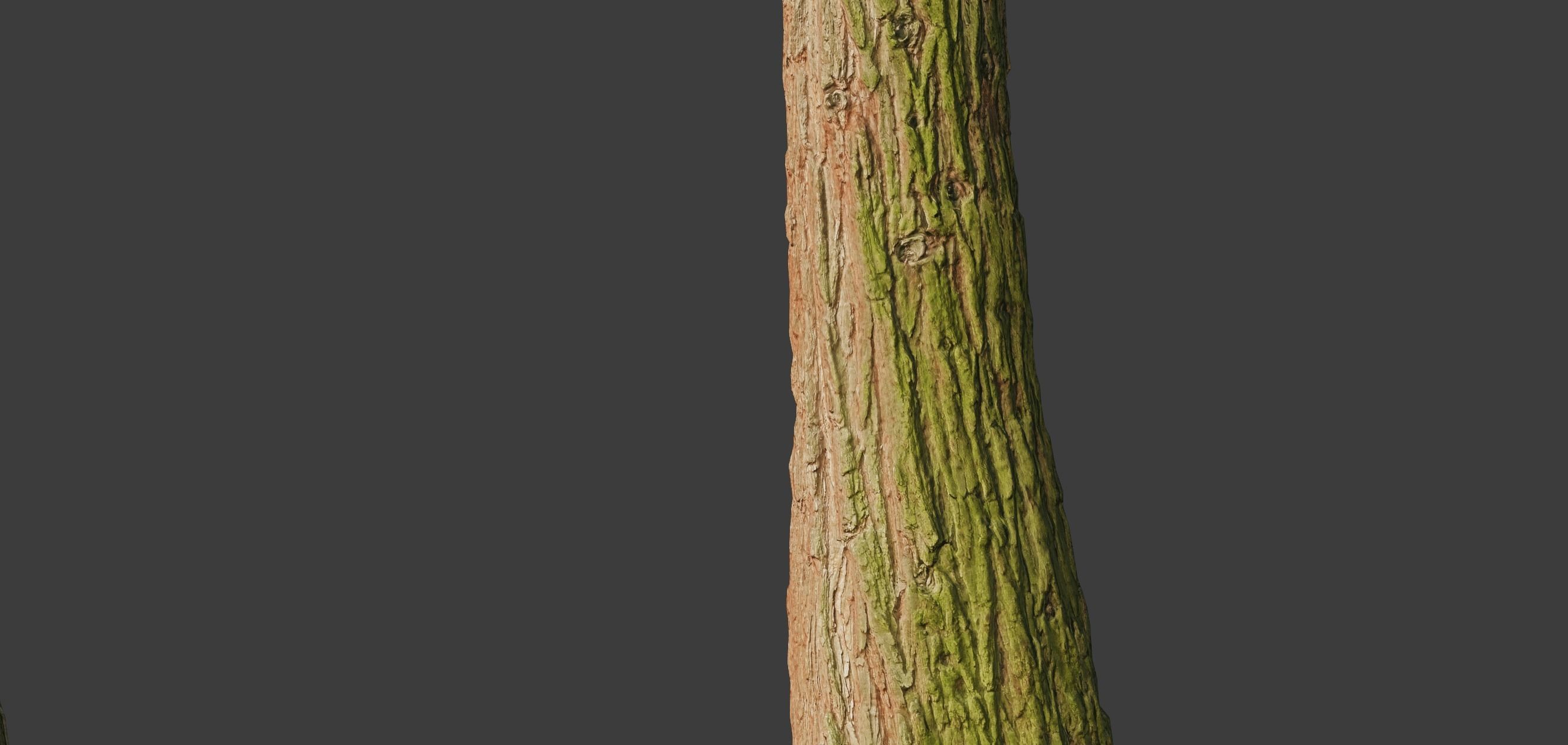 4 Redwood Pine Cedar Trunks 3D PhotoScan Realistic  Low-poly 3D model_16