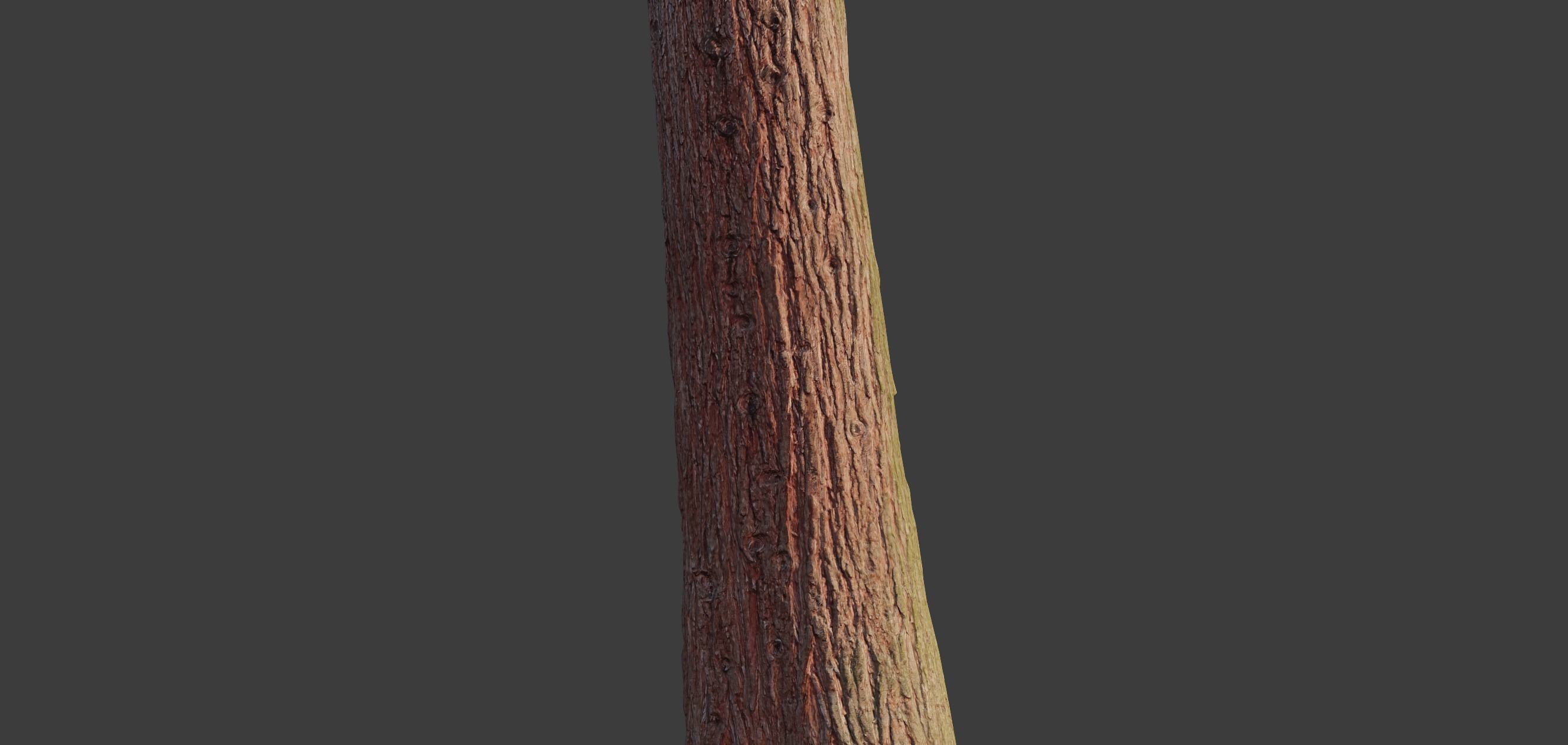 4 Redwood Pine Cedar Trunks 3D PhotoScan Realistic  Low-poly 3D model_12