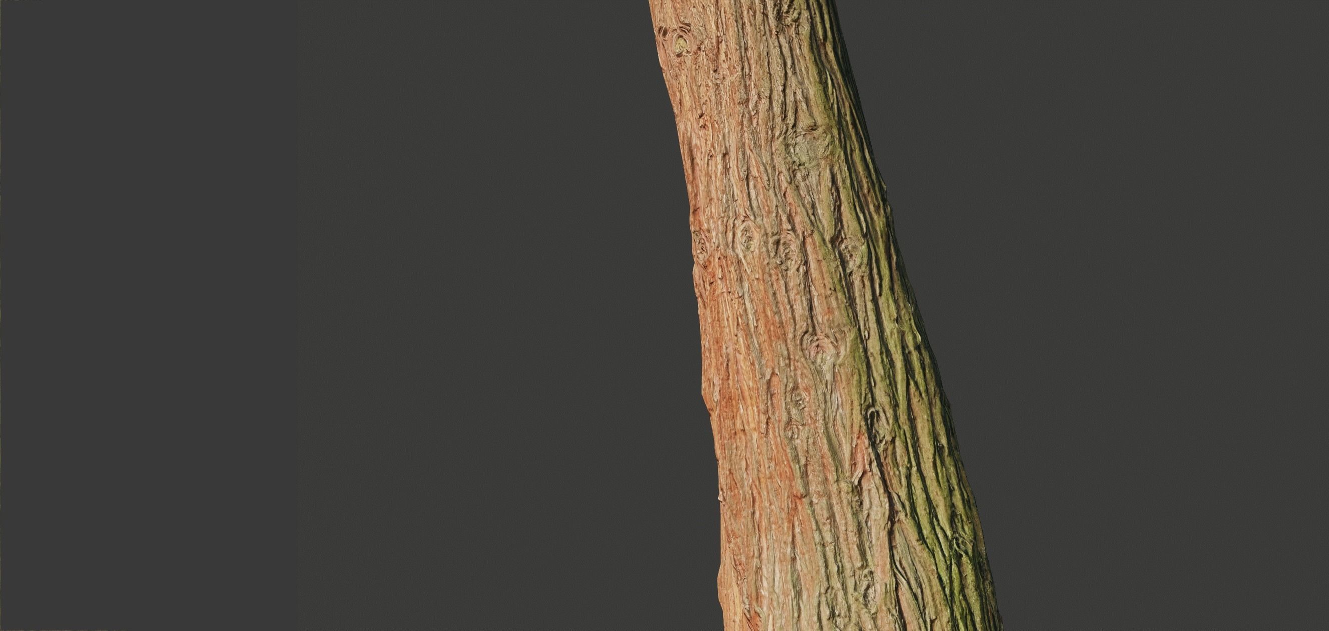 4 Redwood Pine Cedar Trunks 3D PhotoScan Realistic  Low-poly 3D model_17