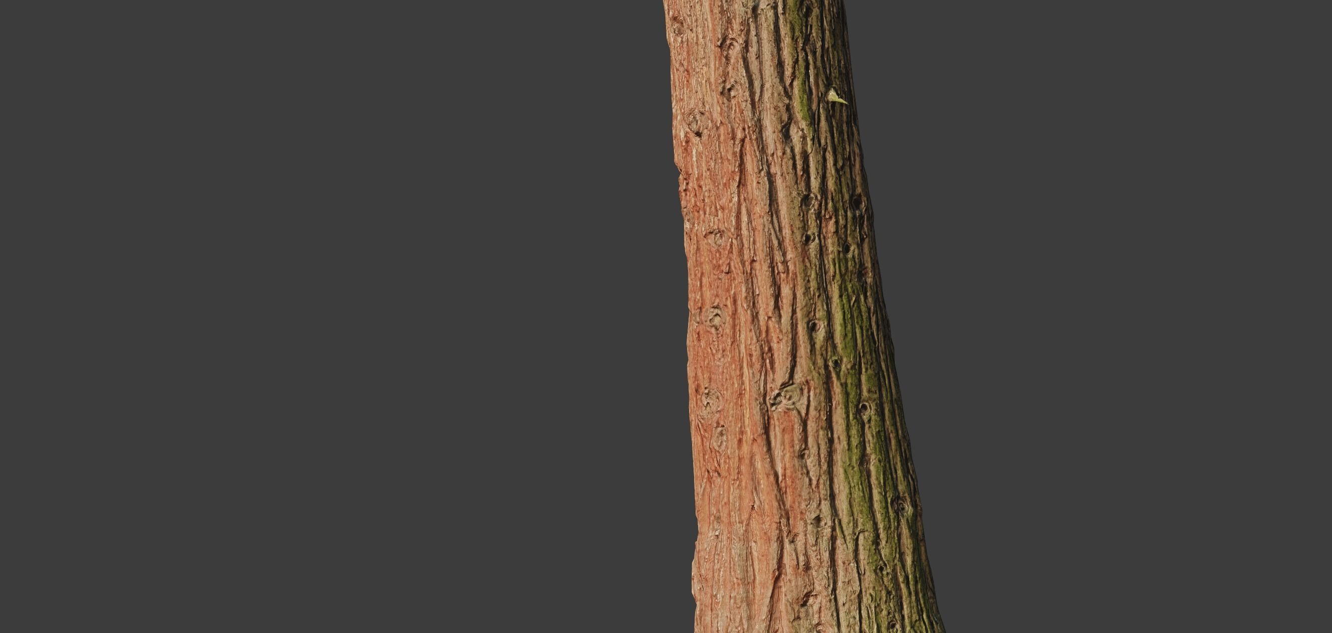 4 Redwood Pine Cedar Trunks 3D PhotoScan Realistic  Low-poly 3D model_18