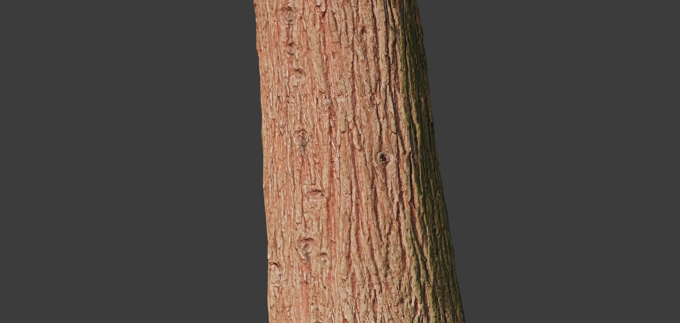 4 Redwood Pine Cedar Trunks 3D PhotoScan Realistic  Low-poly 3D model_15