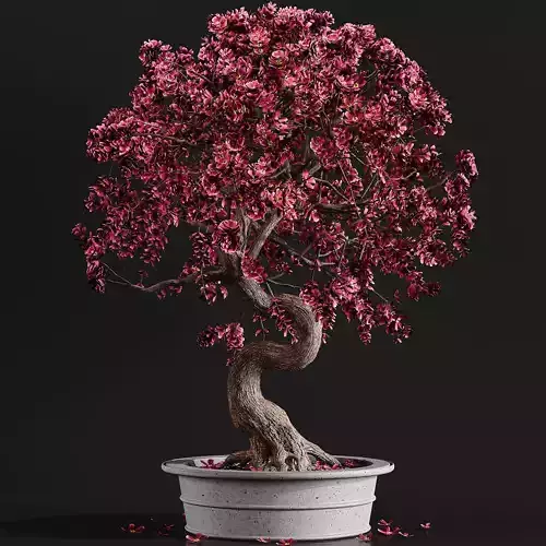Bonsai plant