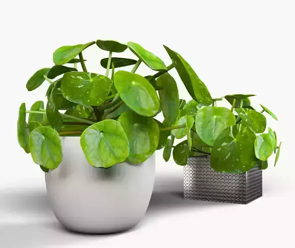 Interior small plant of pilea peperomioides  