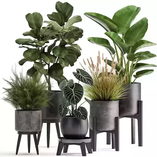 Houseplants in a rust flowerpot for the interior 998 3D model