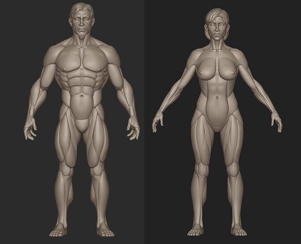 Man and Woman base figure shapes 3D model
