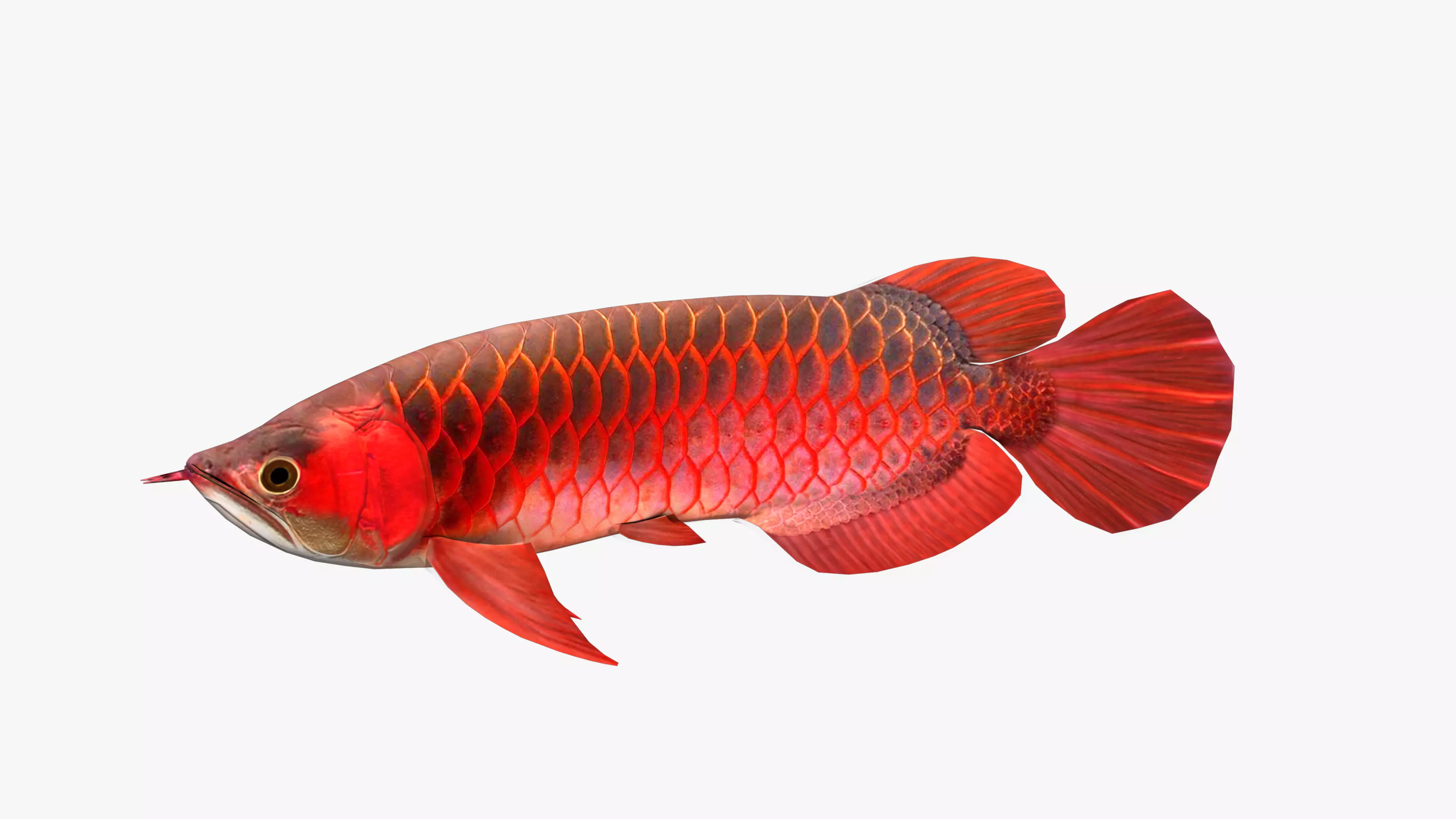 3D Arowana fish Low-poly 3D model