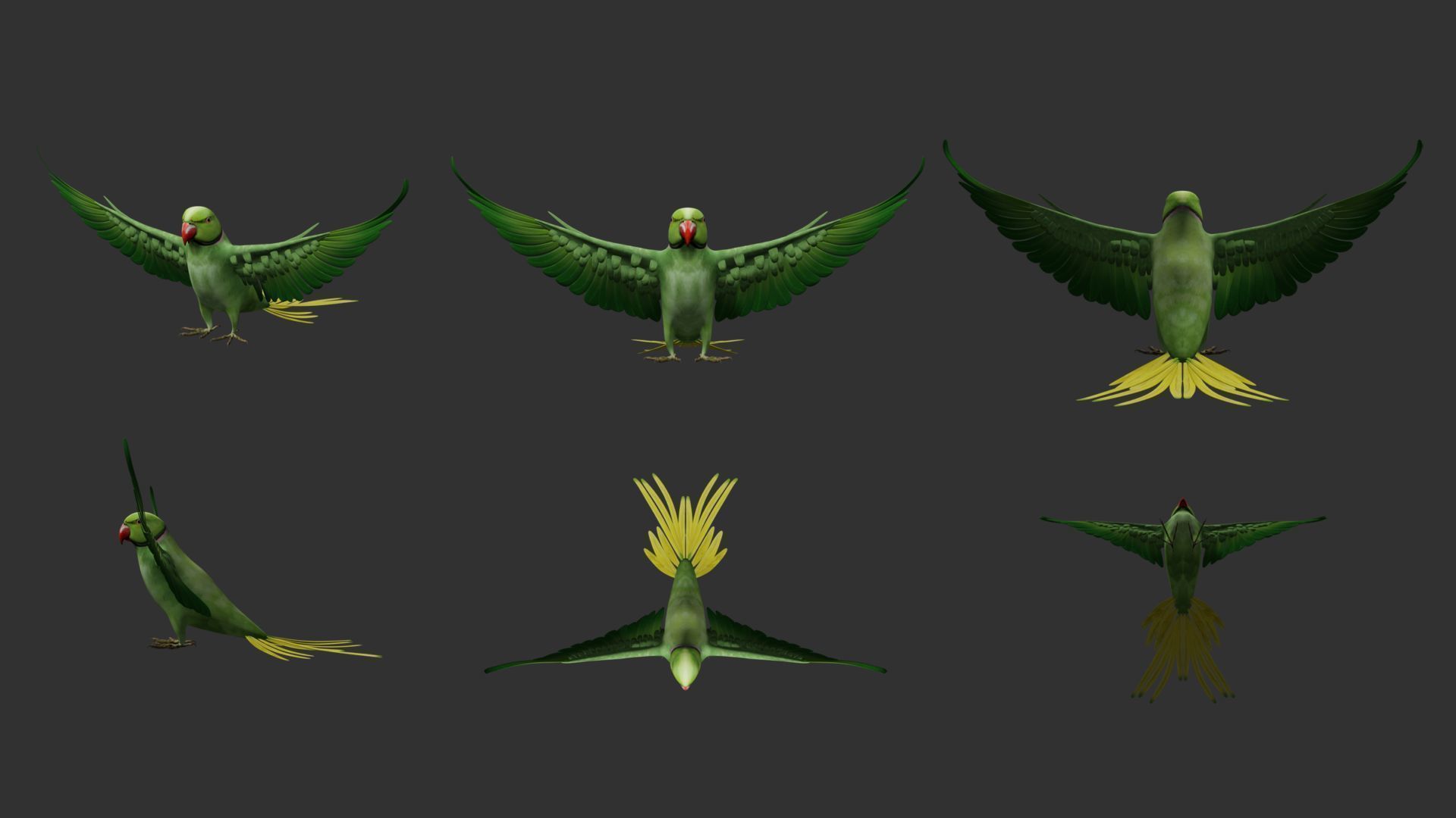 Parakeet parrot in flight 3D model_5