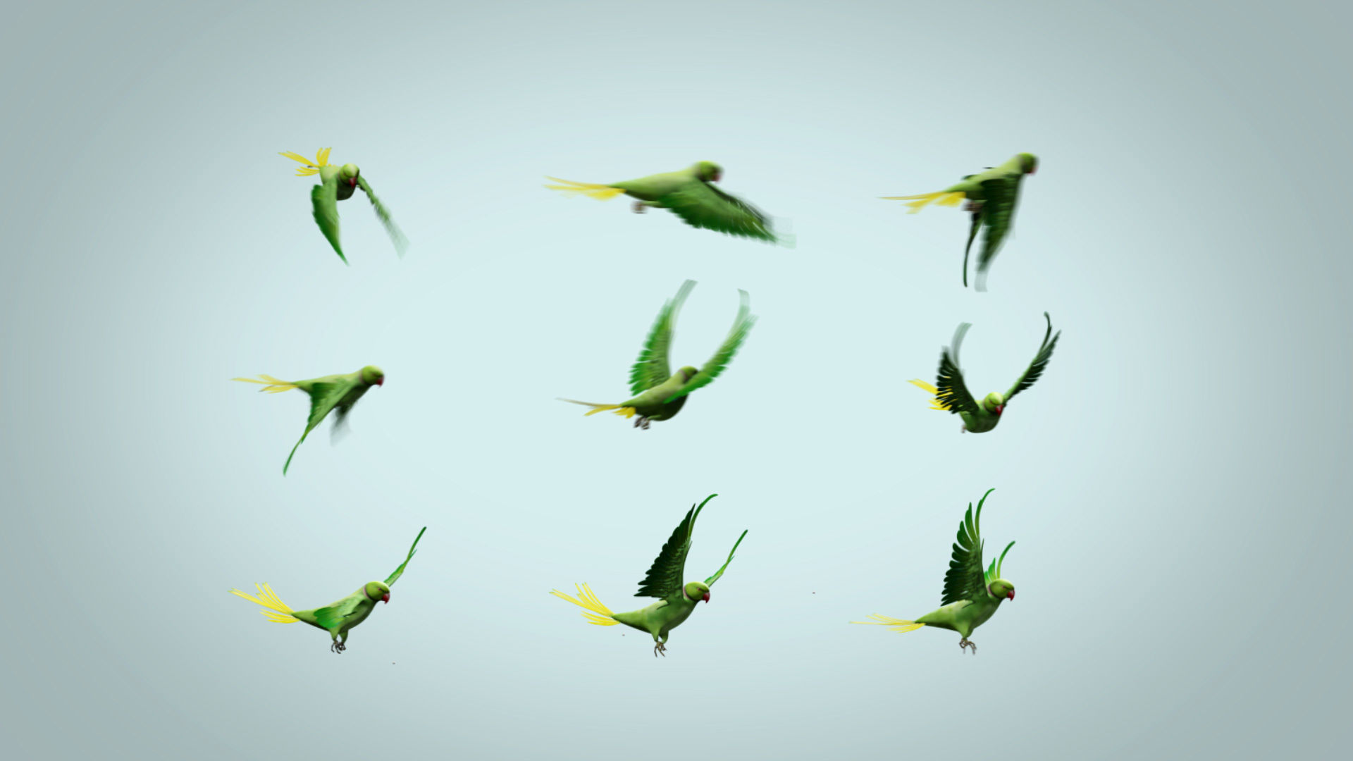 Parakeet parrot in flight 3D model_3