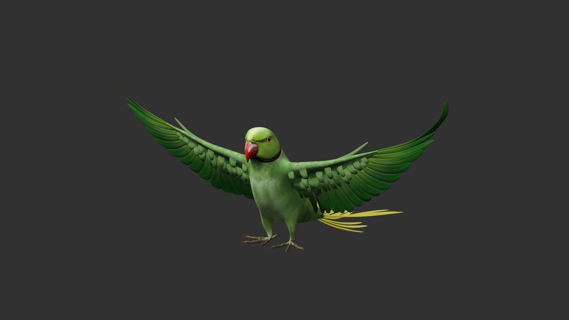 Parakeet parrot in flight 3D model_6