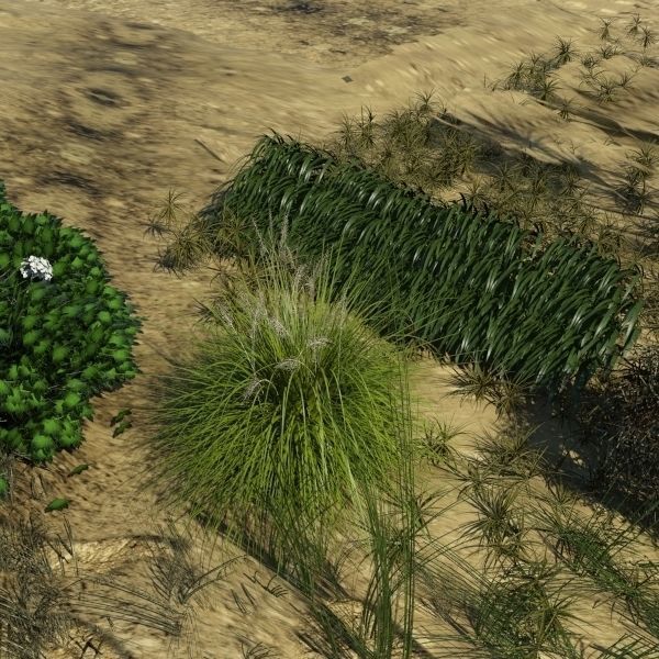 3D Plant Collection 1 garden with grasses and flowers 3D model_18