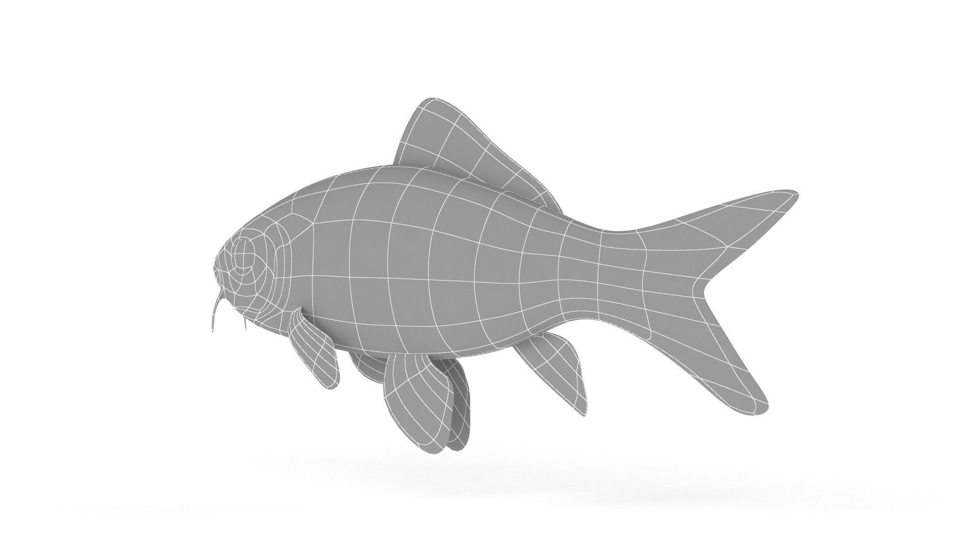 Koi Fish 3D model_9